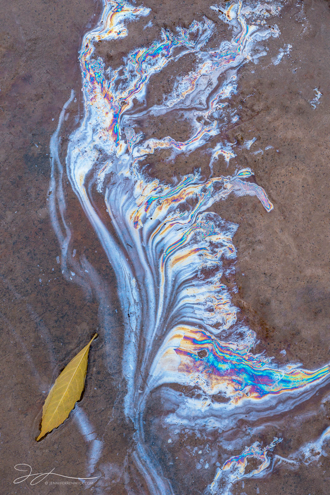A decaying leaf sits alongside a colorful natural oil pattern.  This image is part of my "One Final Show " photo project. You...